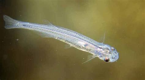 vampire fish|The Scary Candiru Fish: Tiny Amazon Vampire Catfish That.